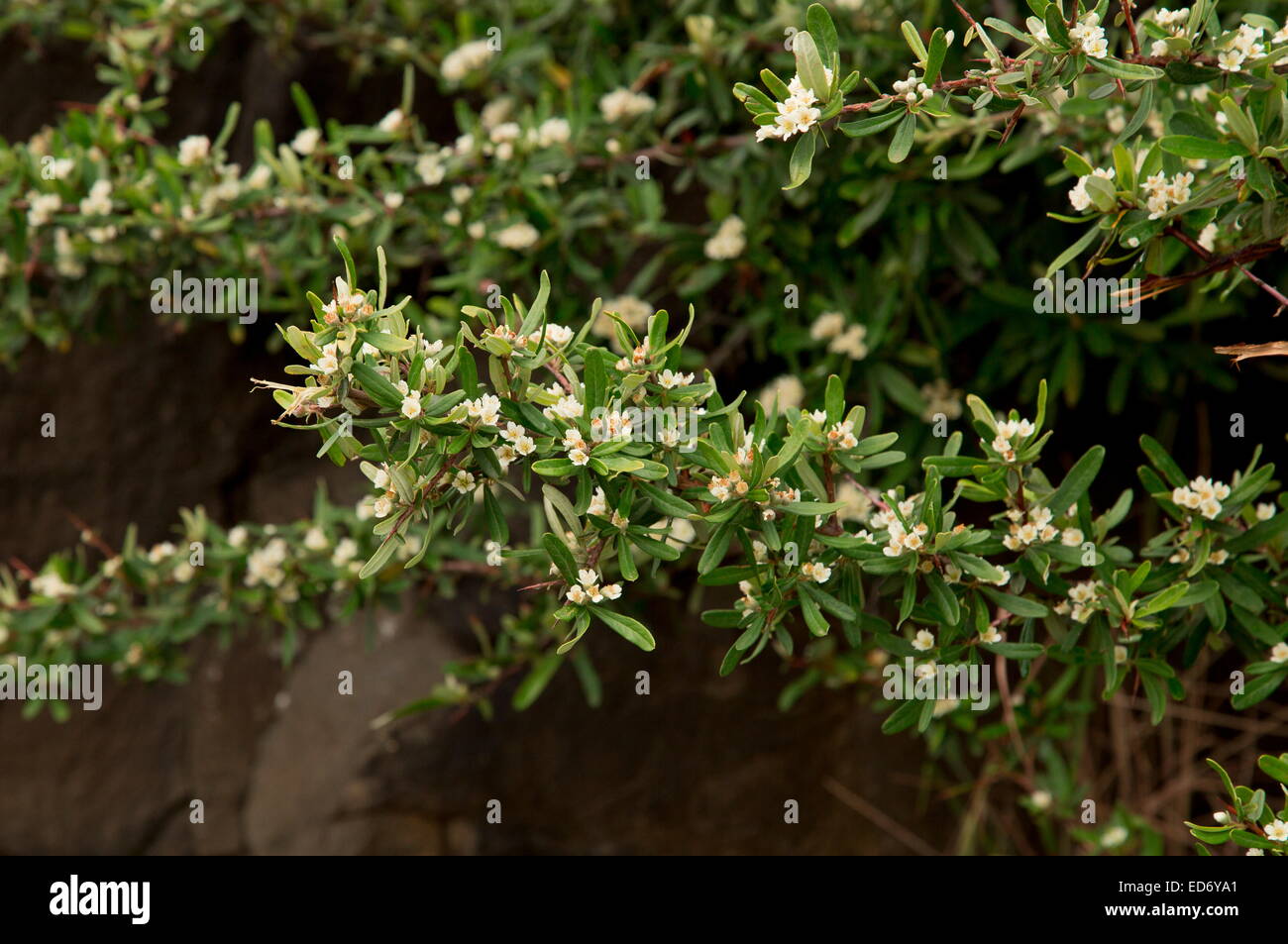 Invasive Strauch Pyracantha Angustifolia in Lesotho. Stockfoto