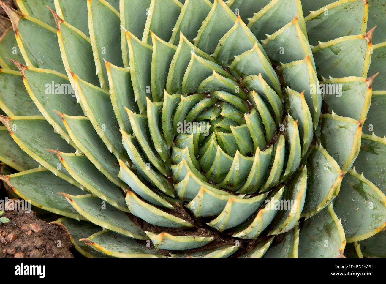 Blätter der Spirale Aloe, Aloe Polyphylla, von den Drakensbergen von Lesotho. Stockfoto