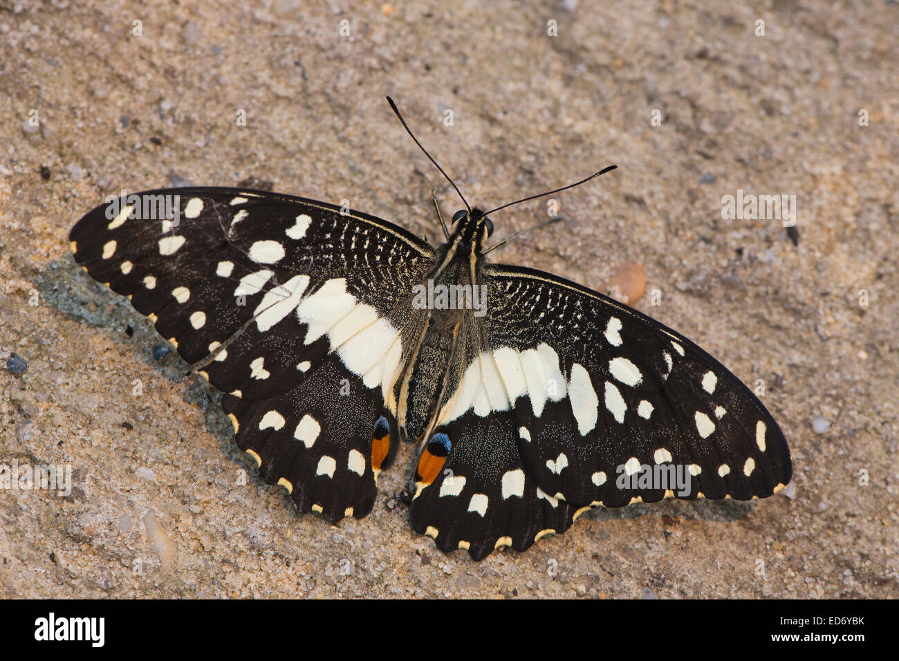 Gemeinsamen Kalk Schmetterling (Papilio Demoleus), Gefangenschaft, Emsland, Niedersachsen, Deutschland Stockfoto