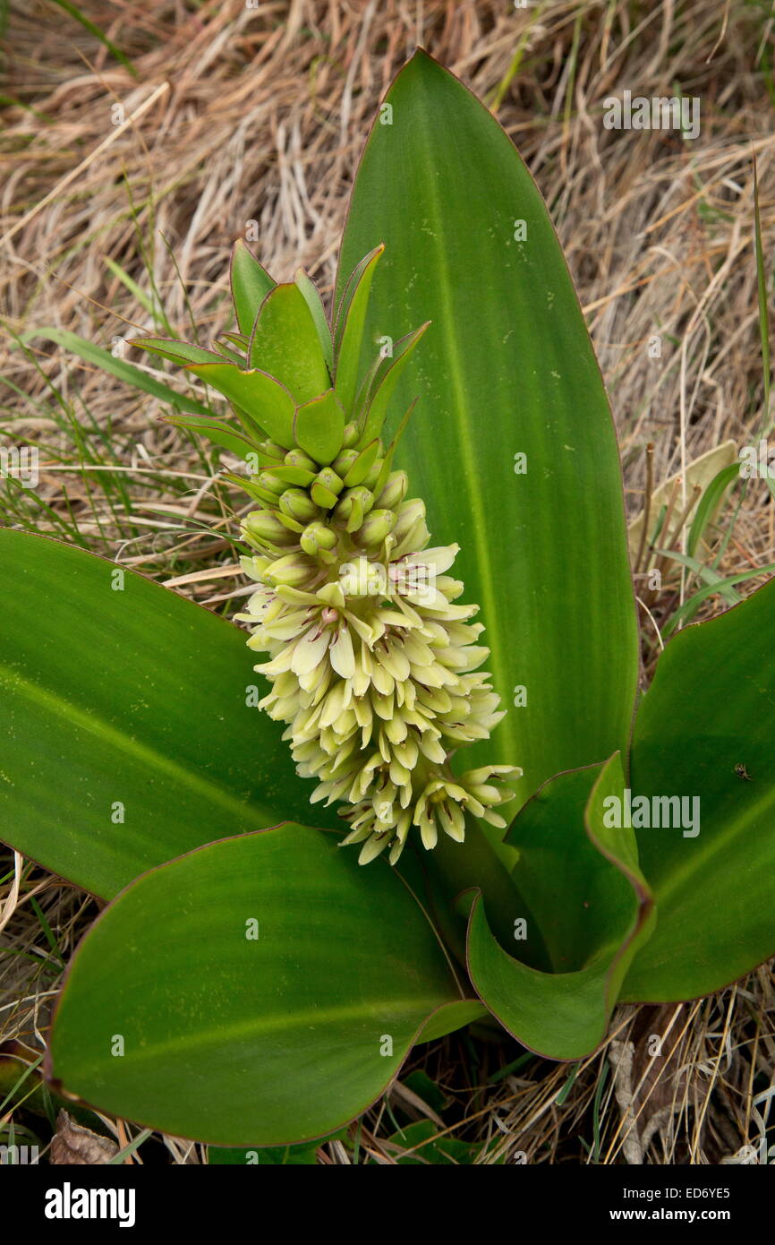 Zwerg-Ananas-Lilie, Eucomis Humilis in den Drakensbergen, Südafrika Stockfoto