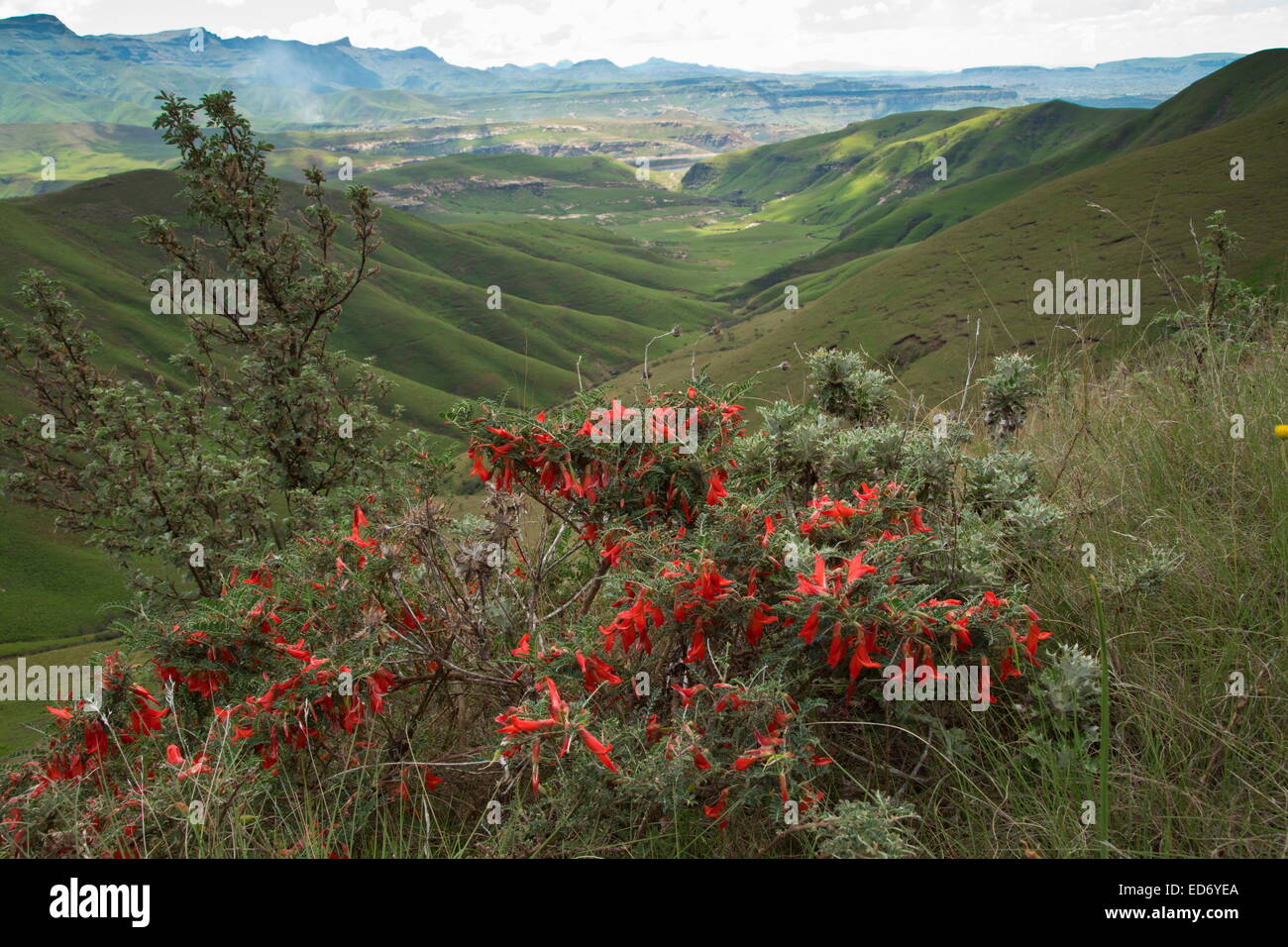 Den Berg Krebs Busch, Sutherlandia Montana, in den Drakensbergen, Südafrika Stockfoto