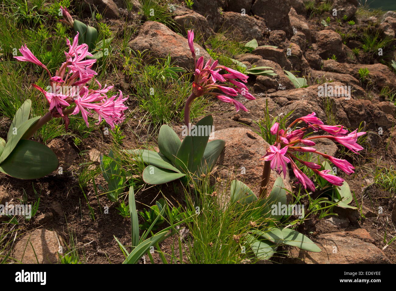 Kerzenleuchter Blume, Brunsvigia Radulosa, wächst hoch in den Drakensbergen, Südafrika Stockfoto