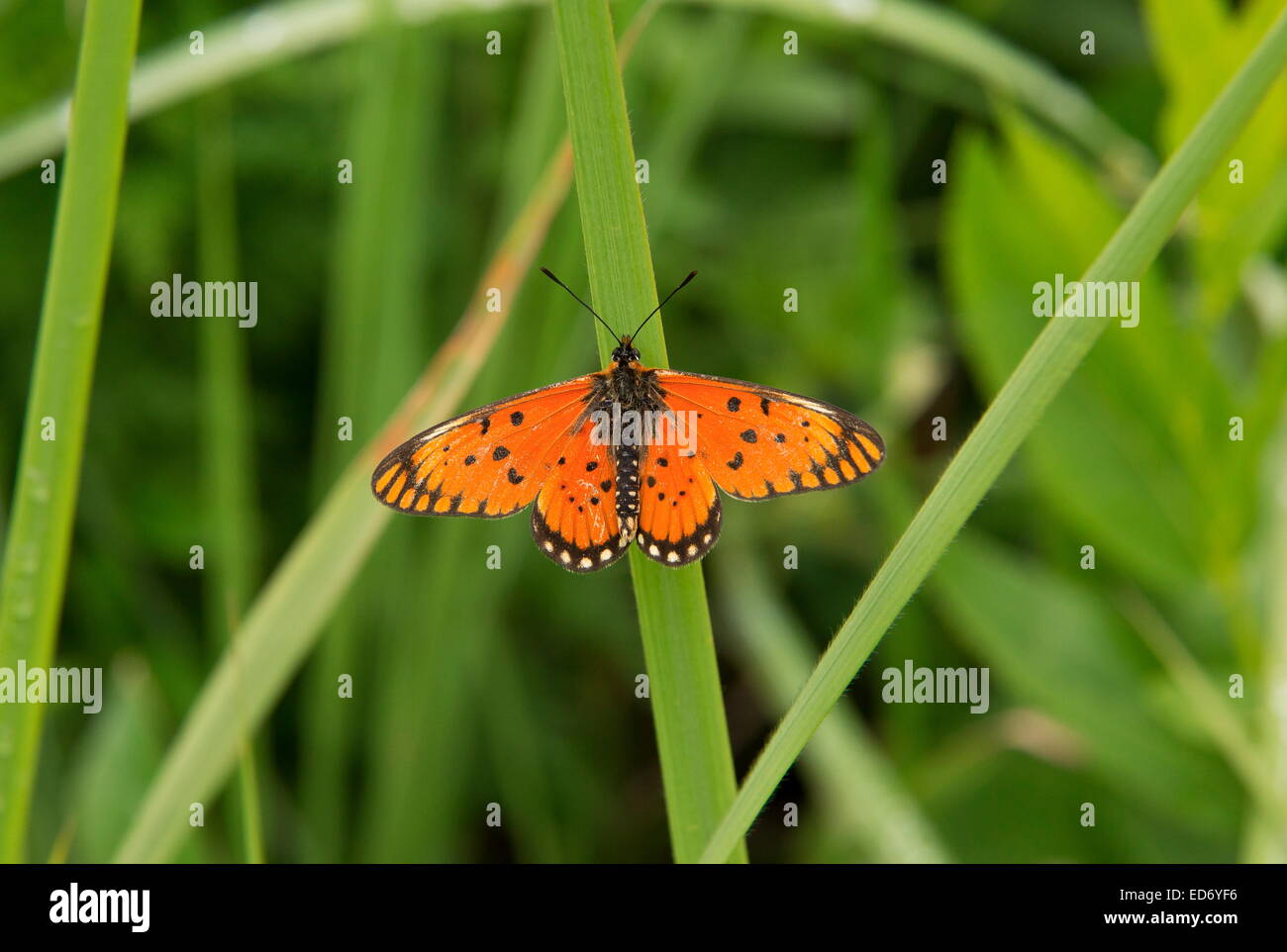 Große Orange Acraea Schmetterling Acraea Anacreon Aalen; Drakensberge, Südafrika Stockfoto