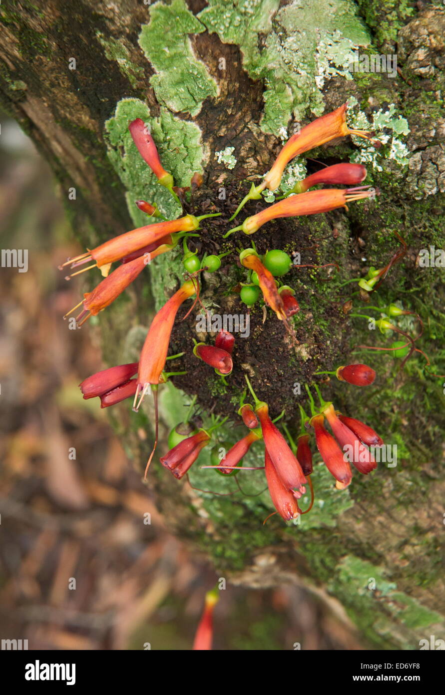 Baum Fuchsia, Halleria Lucida in Blüte, Drakensberge, Südafrika Stockfoto