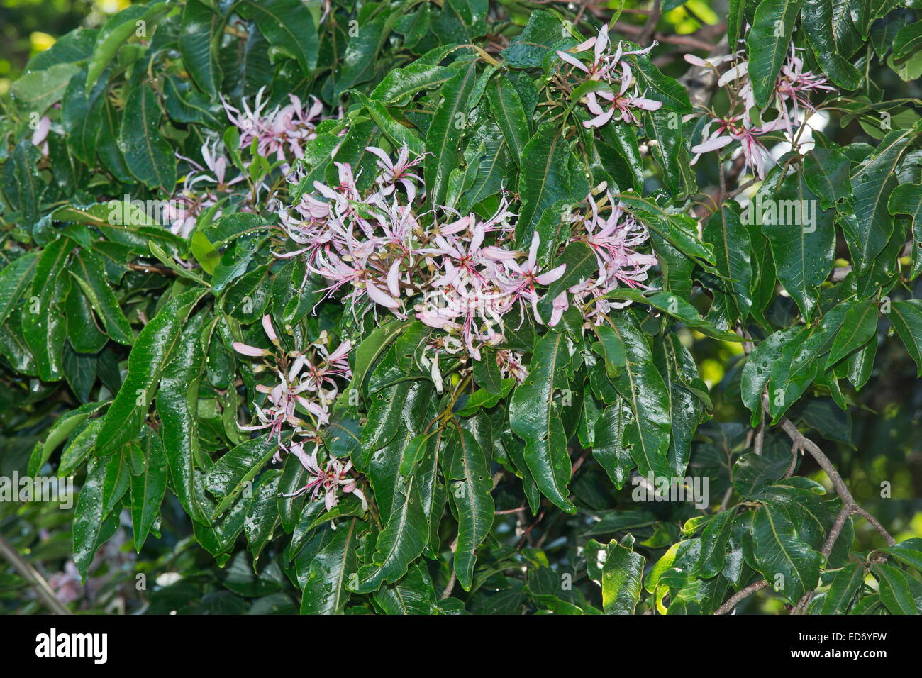 Kap-Kastanie, Calodendrum Capense in Blüte;  Drakensberge, Südafrika Stockfoto