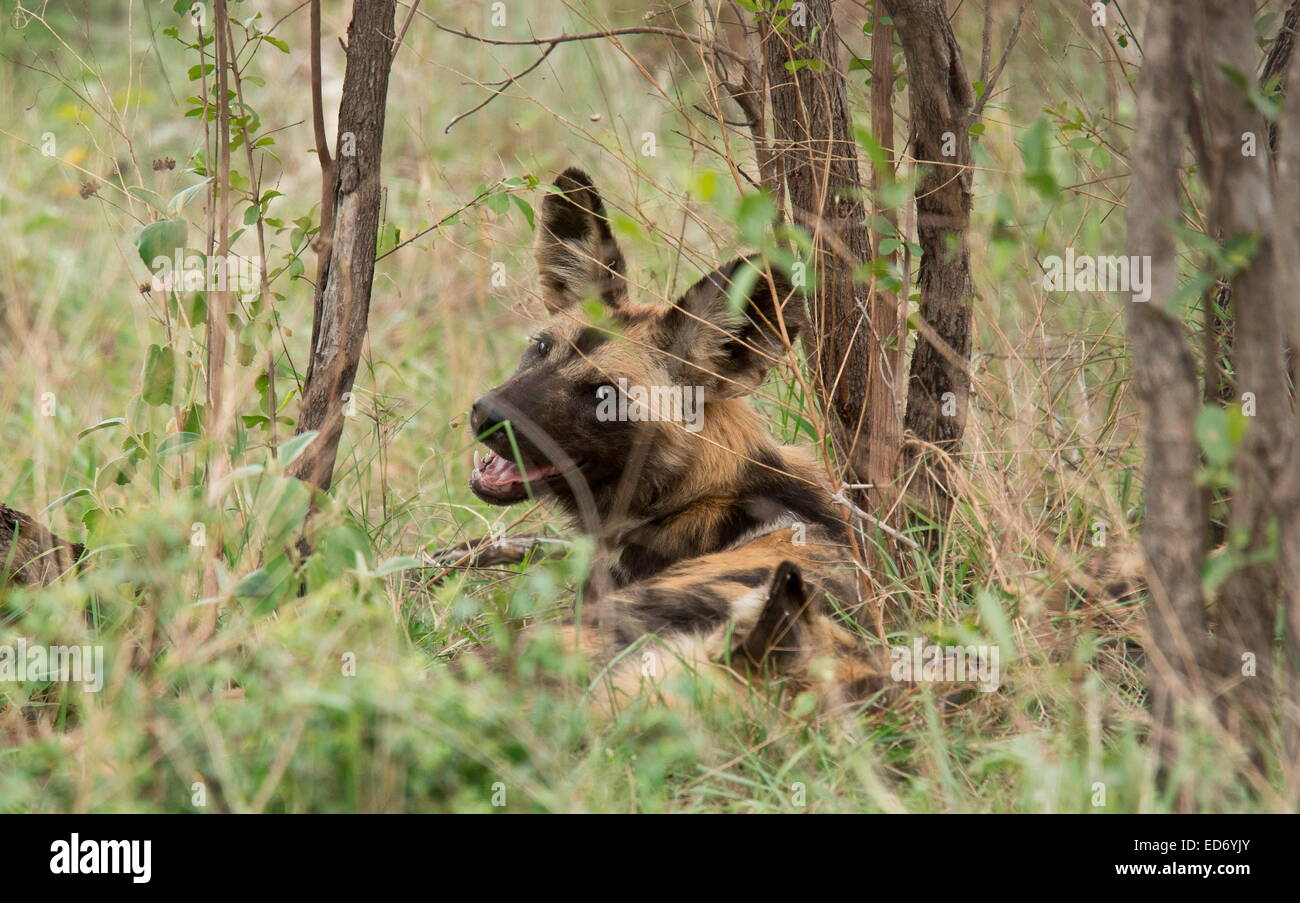 Wildhund, LYKAON Pictus, Teil eines Pakets nach der Fütterung ruhen; Kruger National Park, Südafrika Stockfoto