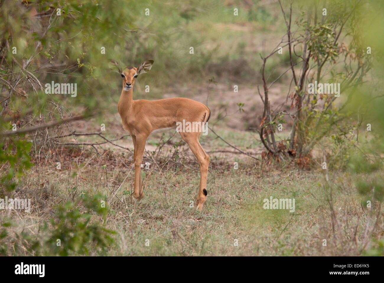 Impala, Aepyceros Melampus - eine reichlich kleine Antilope - im Krüger Nationalpark, Südafrika Stockfoto