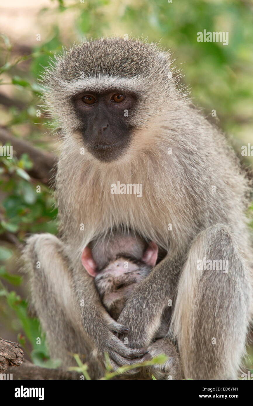 Vervet Affen, Chlorocebus Pygerythrus, Mutter und Kind; Kruger National Park, Südafrika Stockfoto