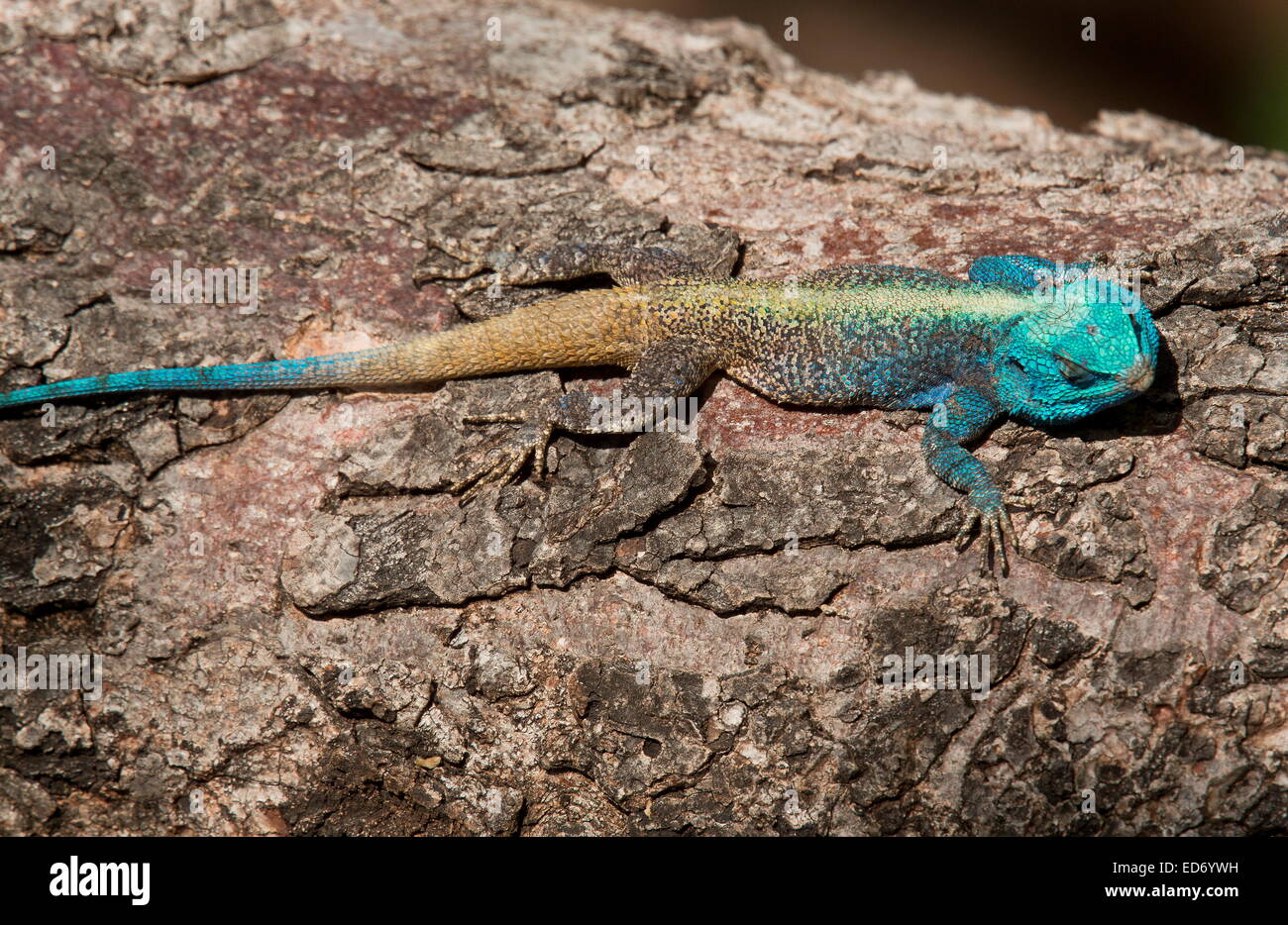 Männlichen südlichen Baum Agama, Acanthocercus Atricollis bei der Zucht Zustand am Baum. Krüger-Nationalpark. Stockfoto