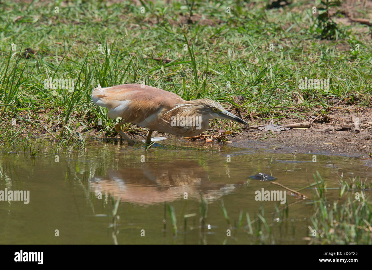 Squacco Heron Fütterung am Seeufer, Krüger Nationalpark, Südafrika Stockfoto