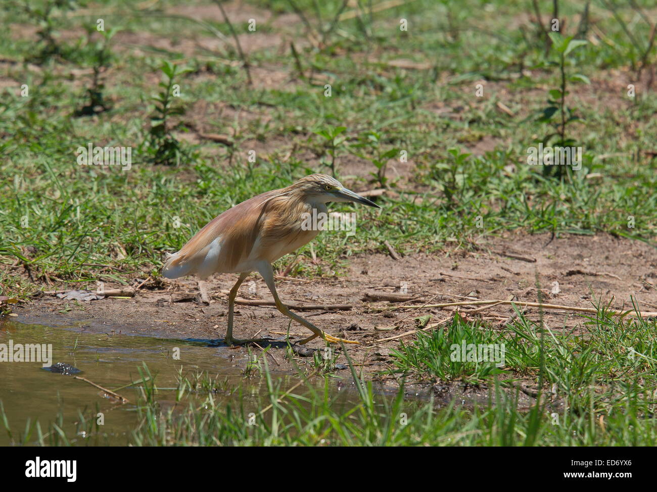 Squacco Heron Fütterung am Seeufer, Krüger Nationalpark, Südafrika Stockfoto