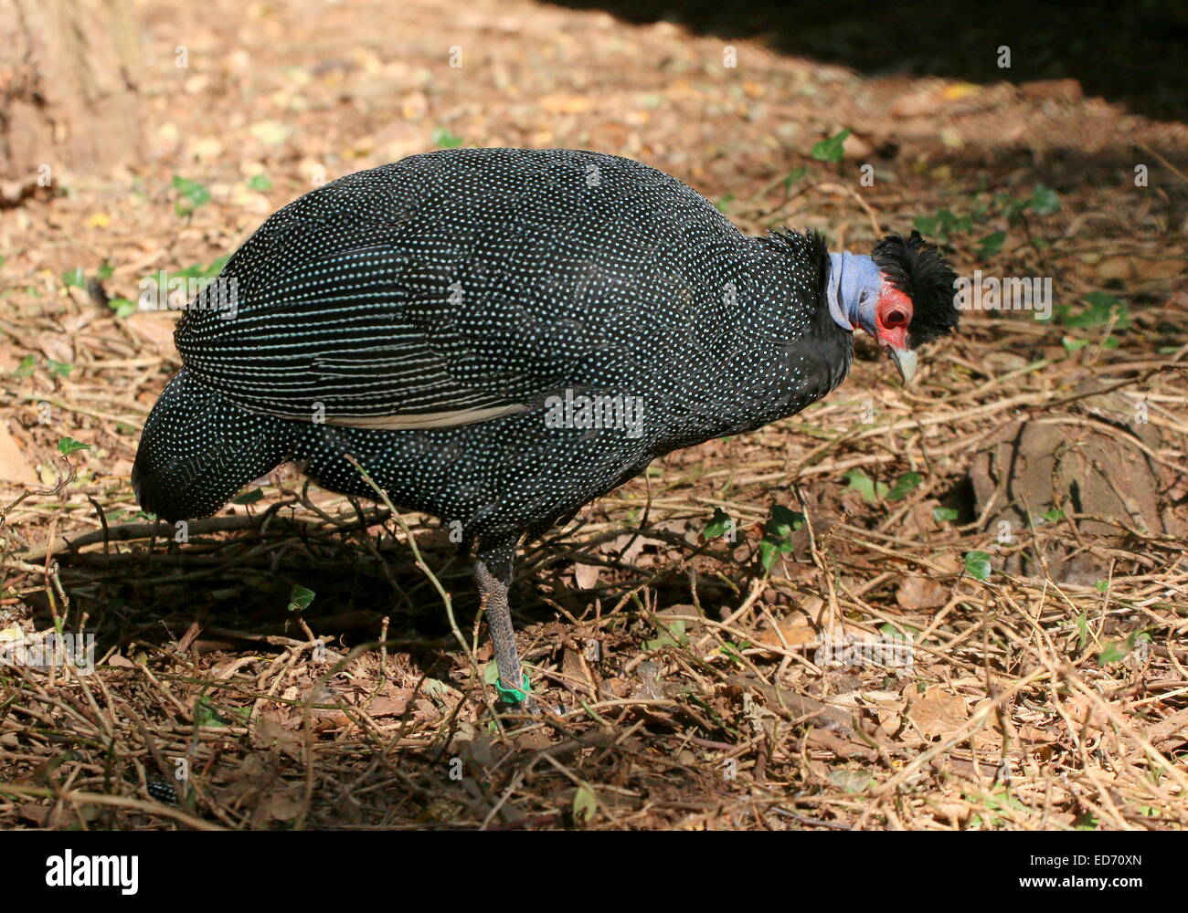 Afrikanische Crested Perlhühner (Guttera Pucherani) während der Nahrungssuche im Profil gesehen Stockfoto