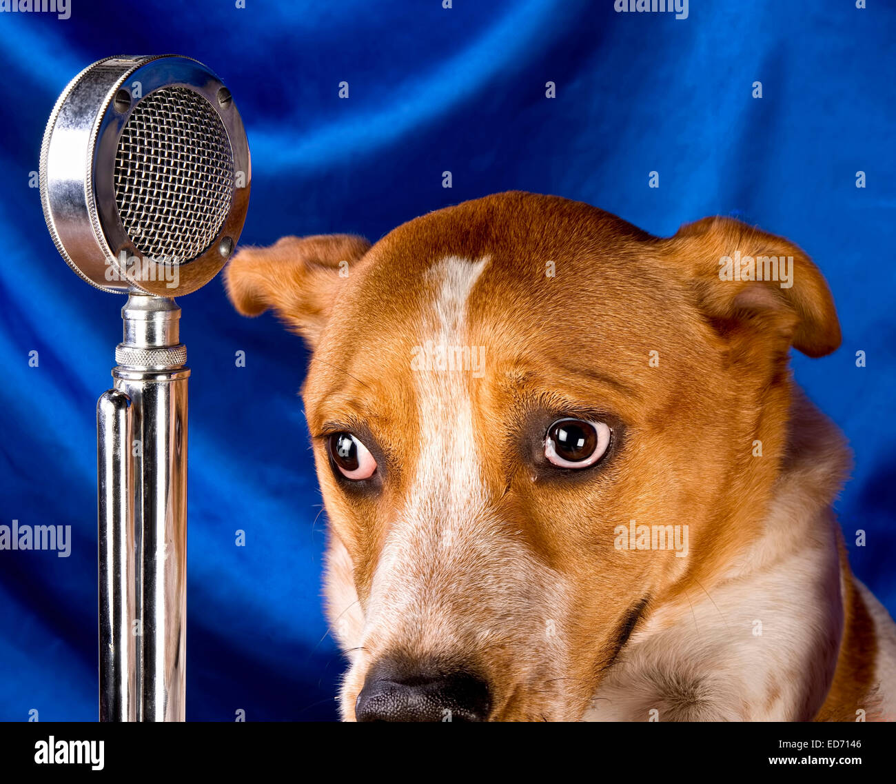 Dieser Hund ist nicht bereit für die Leistung. Stockfoto