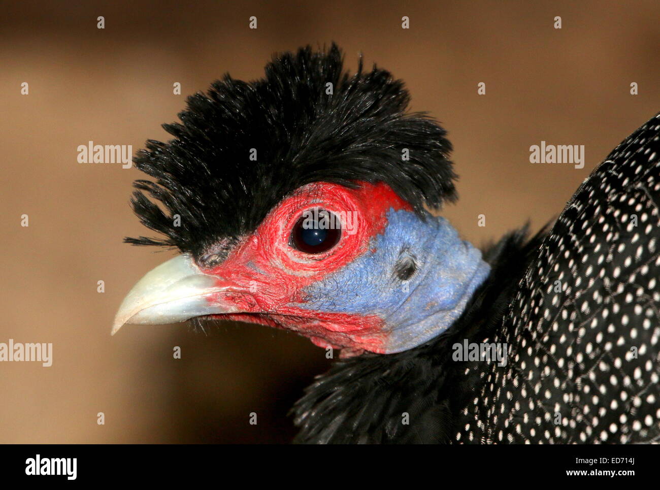 Afrikanische Crested Perlhühner (Guttera Pucherani), Nahaufnahme des Kopfes und der funky schwarz "Frisur" Stockfoto