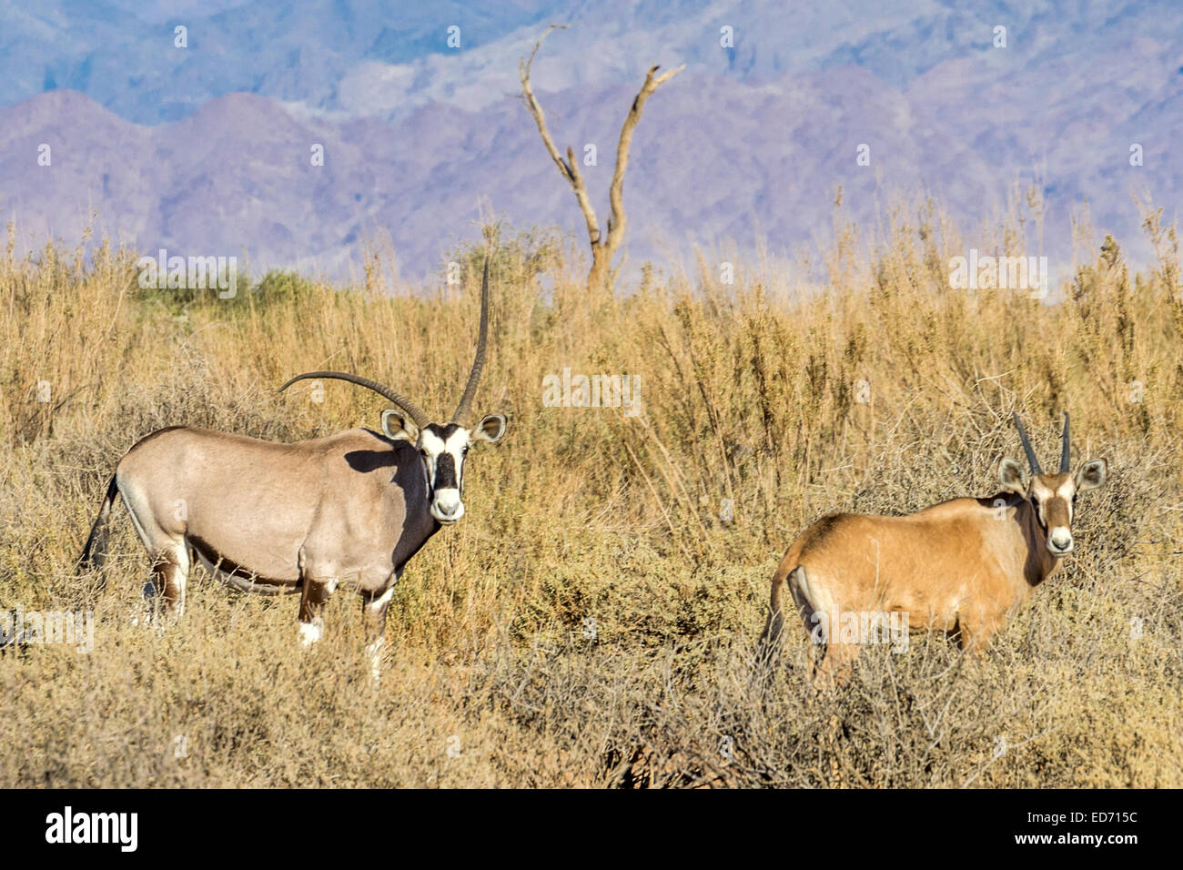 Oryx aka Gemsbok Kuh mit deformierten Hörnern + 3 Wochen altes Kalb, Namib Wüste, Namibia Stockfoto