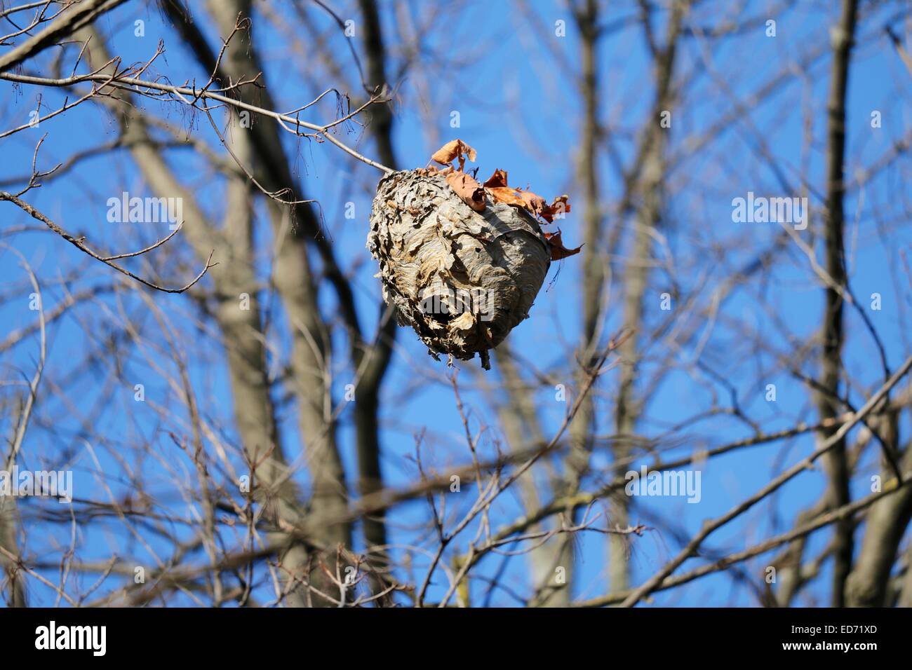 Hornets' Nest von Ast hängen. Stockfoto