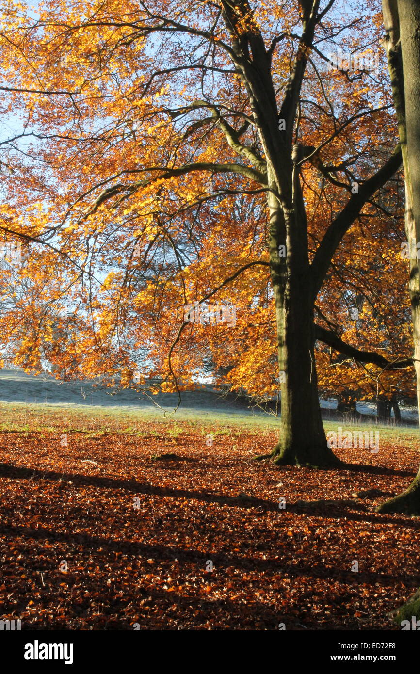 Buche Baum Seite beleuchtet durch eine tief stehender Sonne in der Parklandschaft von Hinton Ampner House, Hampshire, England, UK Stockfoto