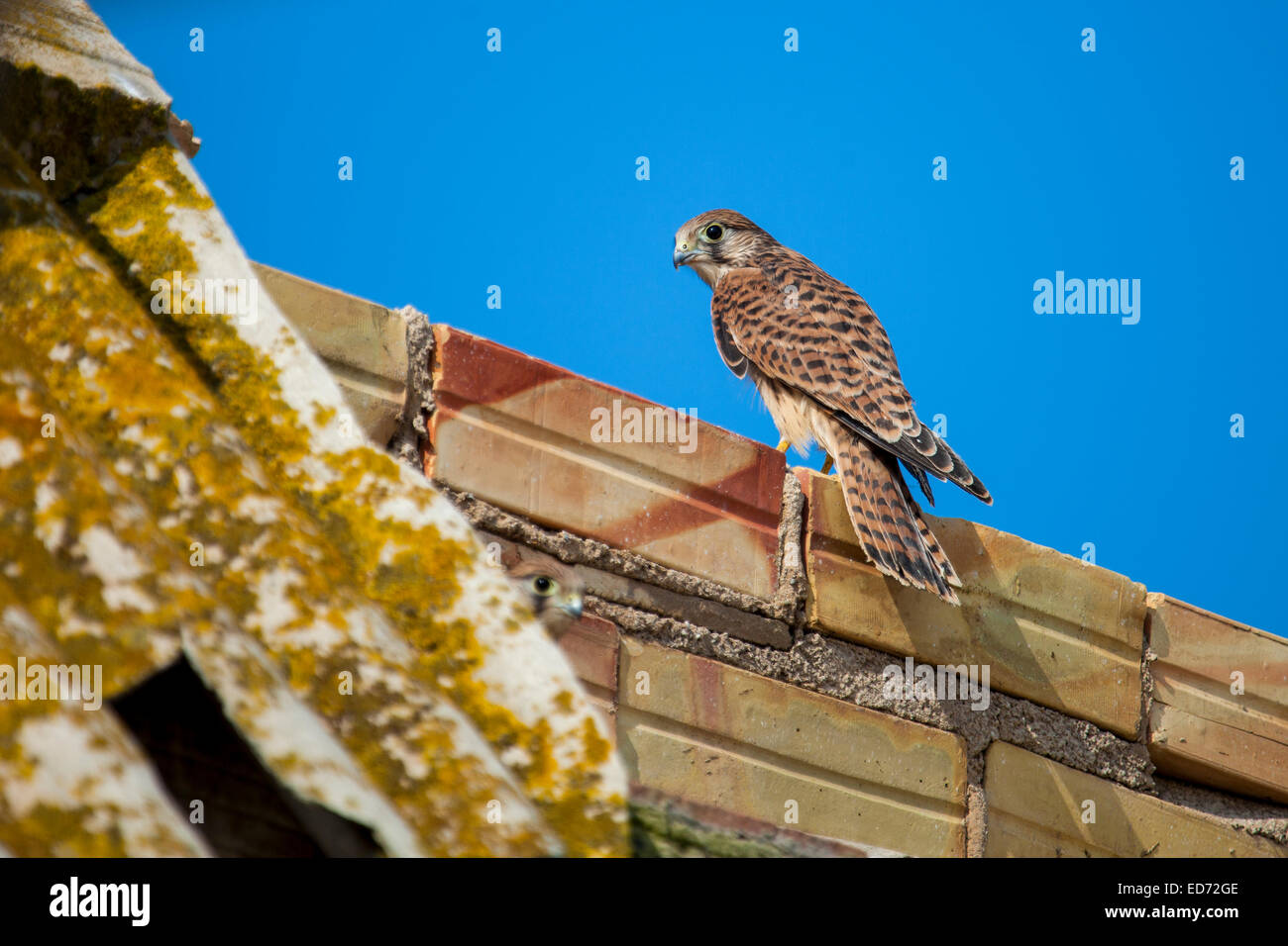 paar von Turmfalken Stockfoto