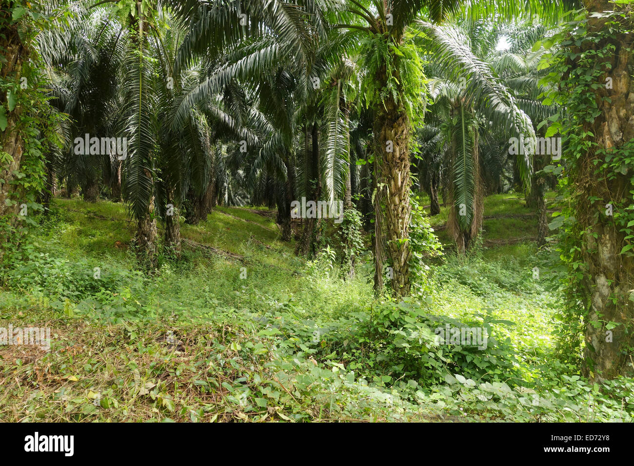 Palmöl-Plantage in Koh Lanta Thailand, Südost-Asien. Stockfoto