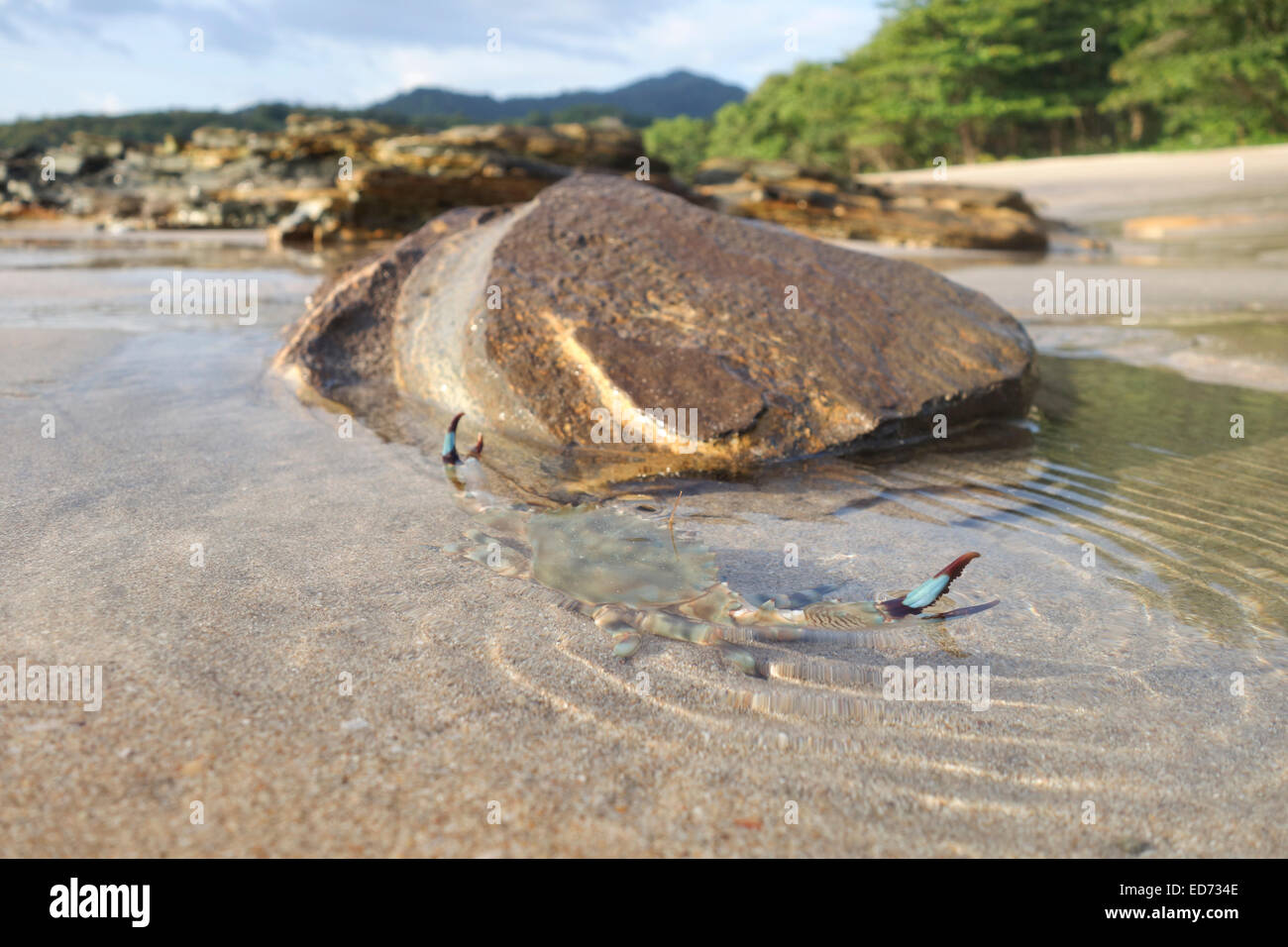 Stachelige Rock Krabbe Krabbe, Thalamita Crenata, gefunden in der Regel in schlammigen Gewässern, Koh, Ko Lanta, Thailand. Stockfoto