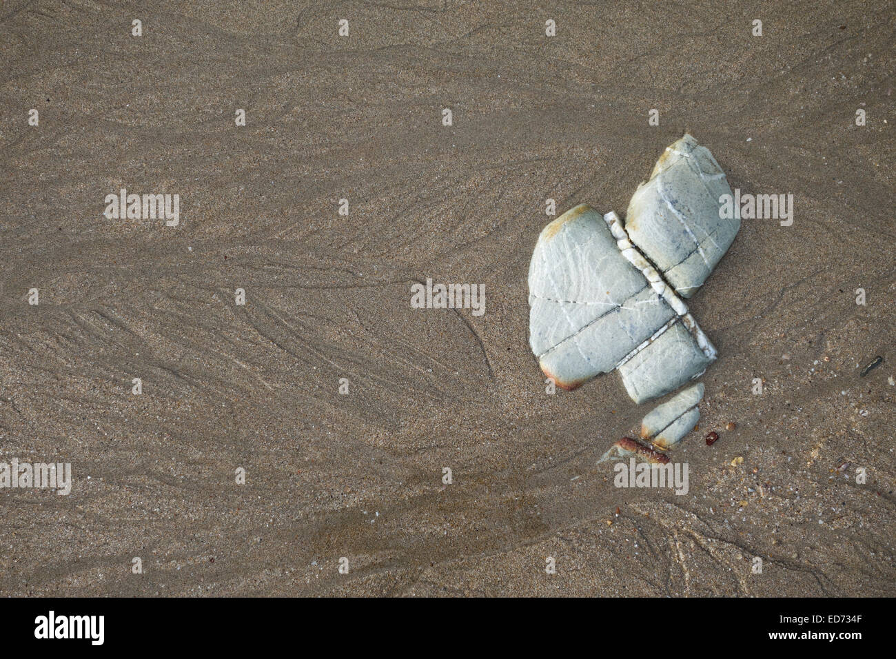 Stein mit Nerv im Sandstrand, Gezeiten, Koh Lanta Thailand, Südost-Asien. Stockfoto
