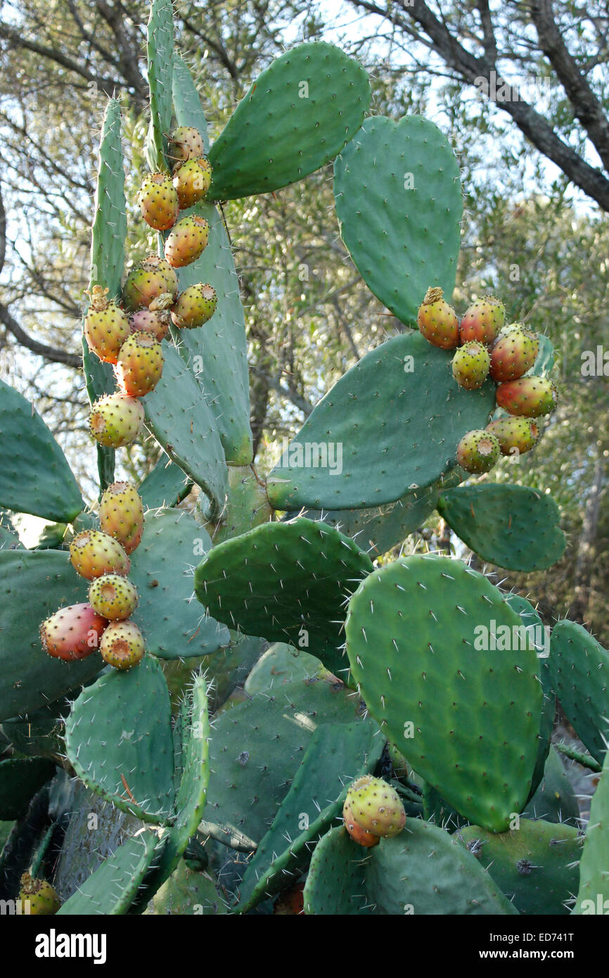 Herrliche Kaktusfeigen - Kaktus (Opuntia) Obstbau in Korsika  Stockfotografie - Alamy