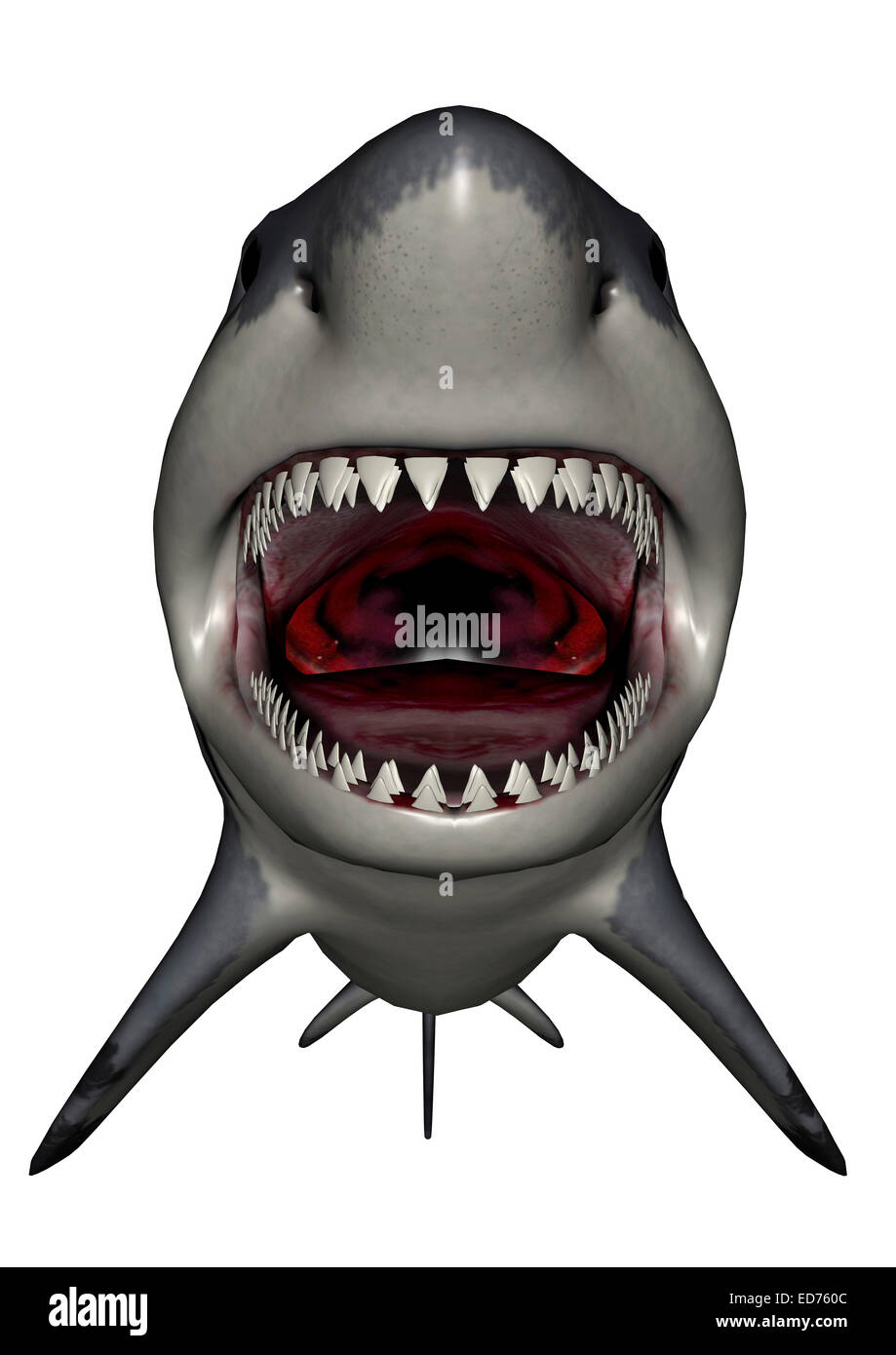Megalodon Dinosaurier mit Mund öffnen, weißen Hintergrund. Stockfoto