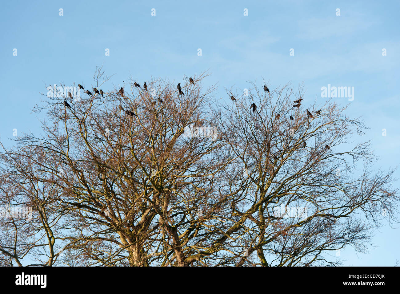 Saatkrähen Schlafplatz in Bäumen an einem kalten Wintertag, UK Stockfoto