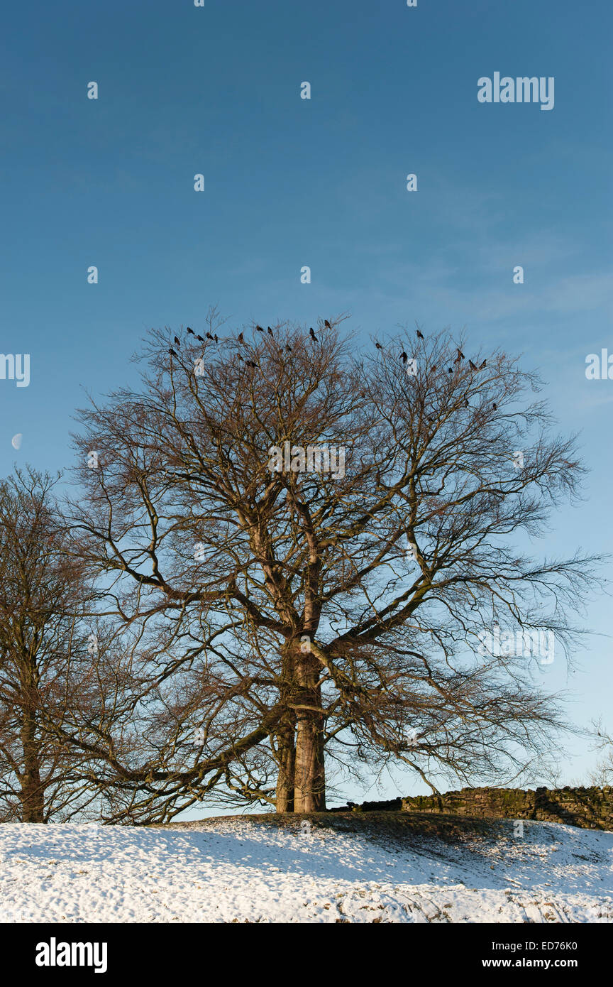 Saatkrähen Schlafplatz in Bäumen an einem kalten Wintertag, UK Stockfoto