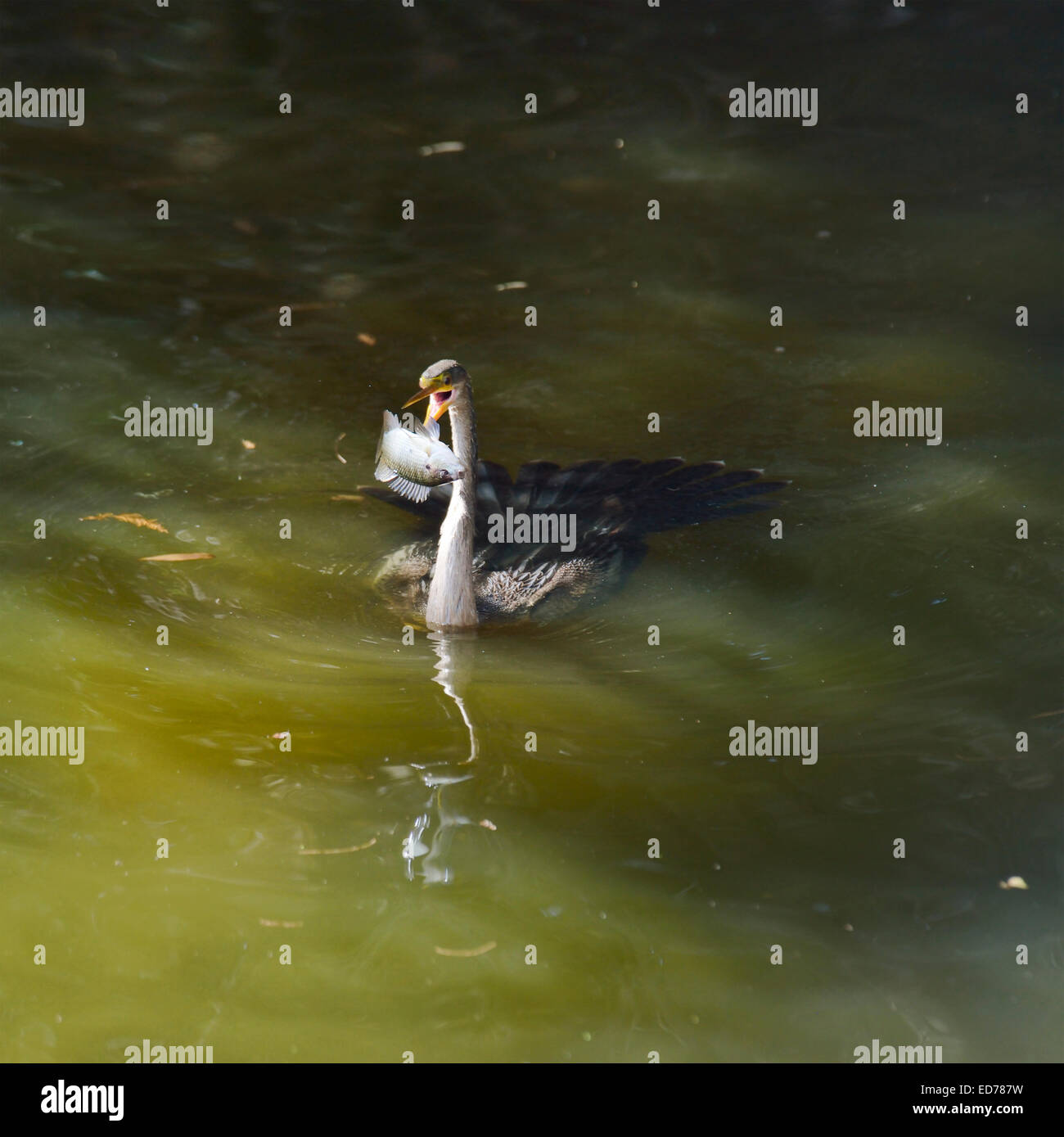 Anhinga Downing A Fische im Feuchtgebiet Teich Stockfoto