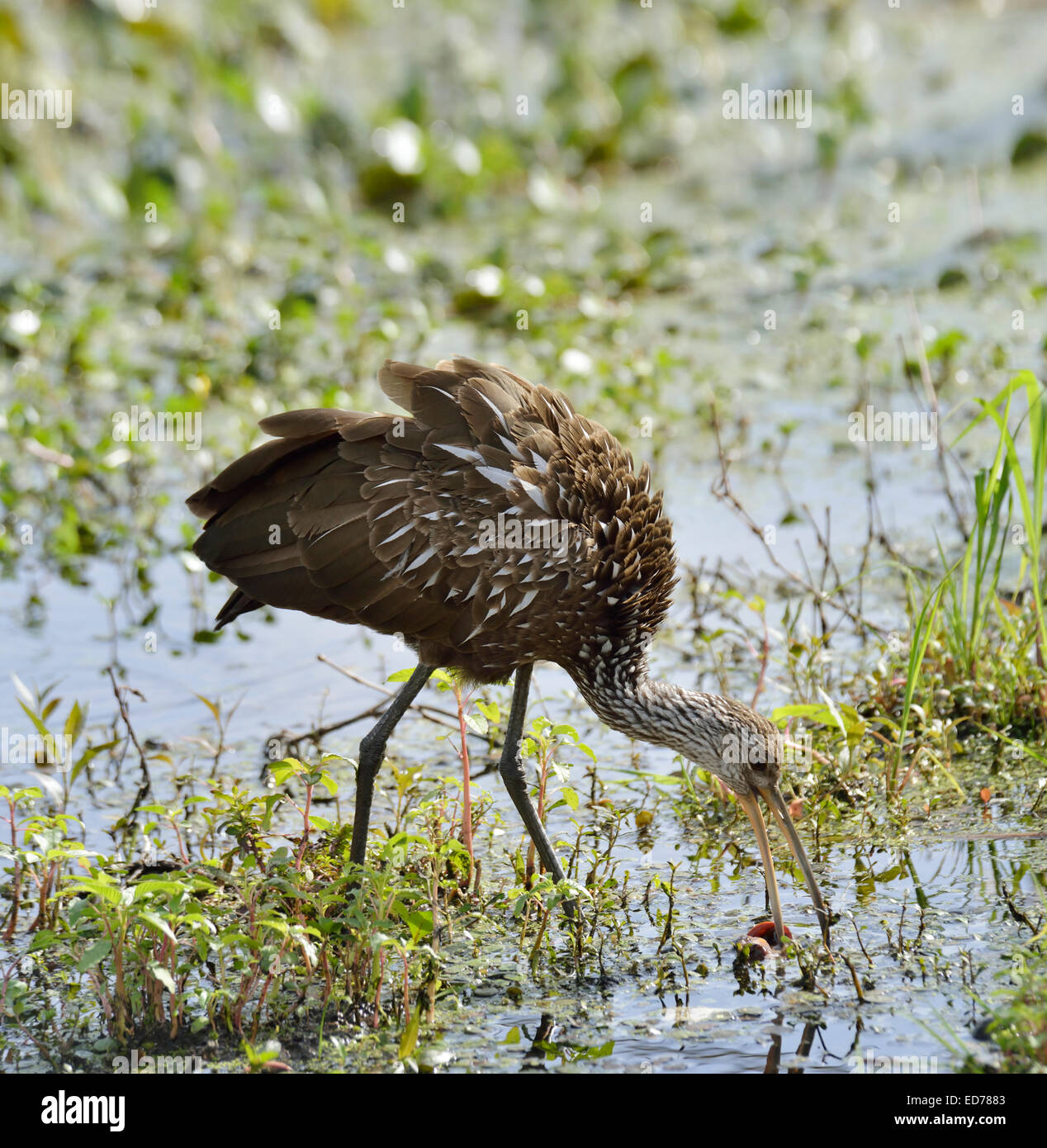 Limpkin Vogel Fütterung In Florida Sumpf Stockfoto