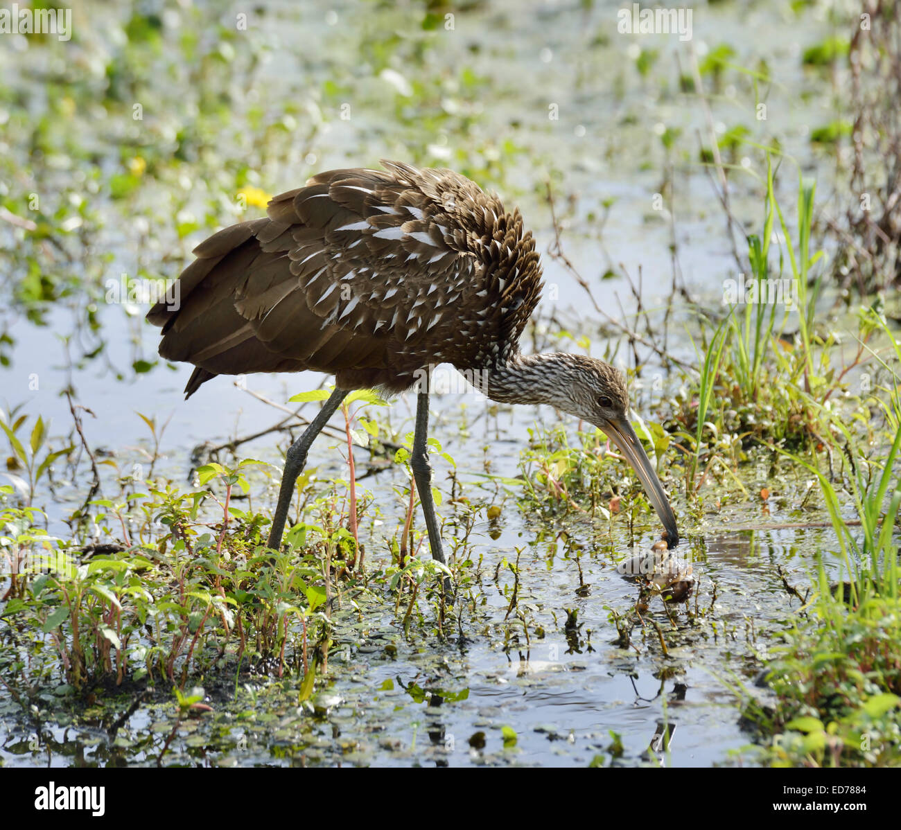 Limpkin Vogel Fütterung In Florida Sumpf Stockfoto