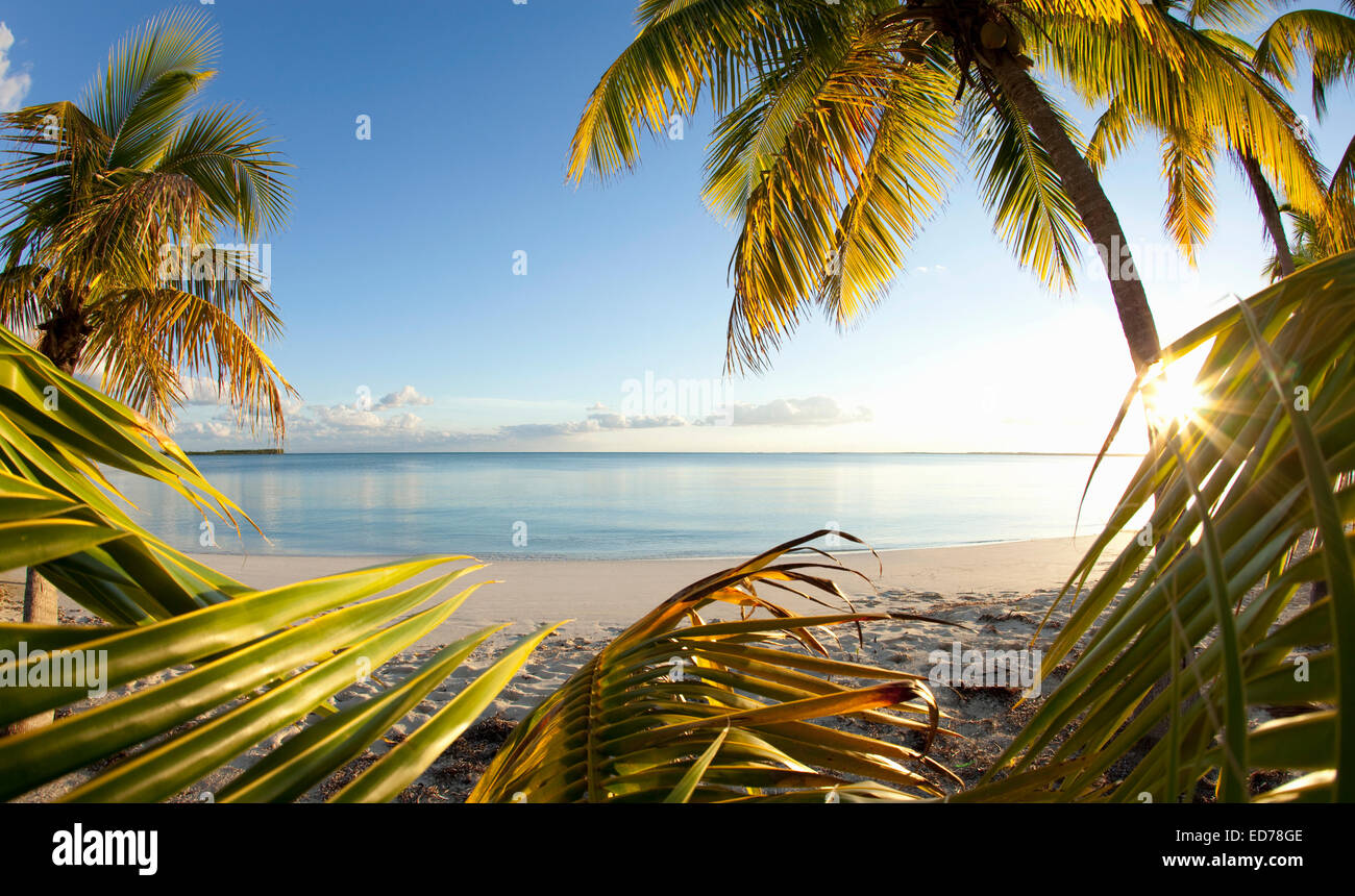 Palmen am tropischen Strand auf Abaco, Bahamas Stockfoto