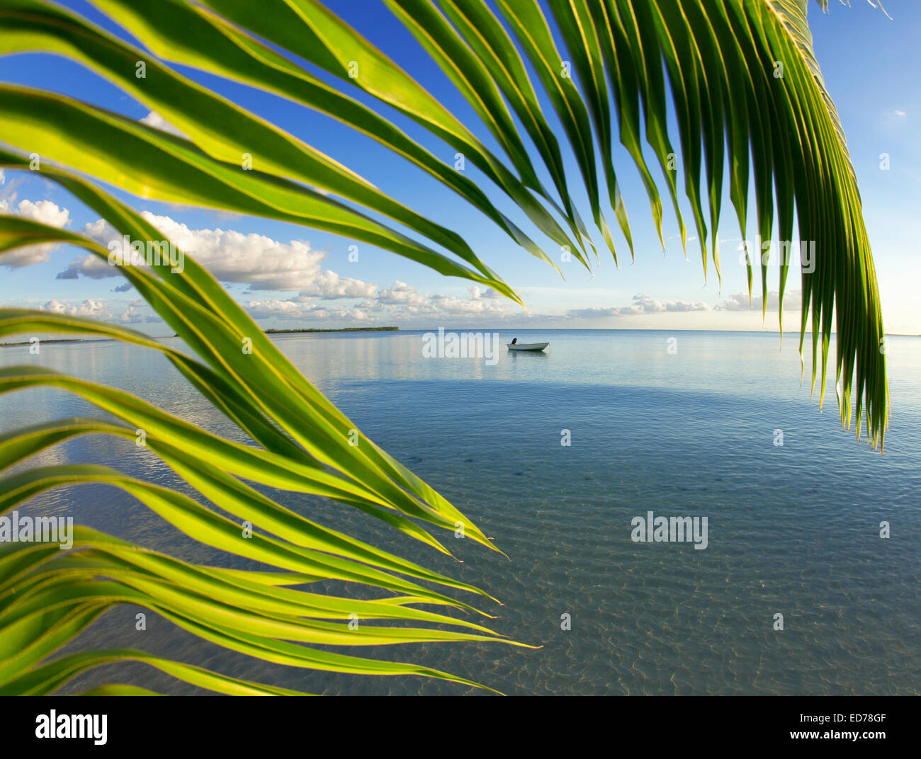 kleines Boot vor Anker gesehen durch Palmen, Abaco, bahamas Stockfoto