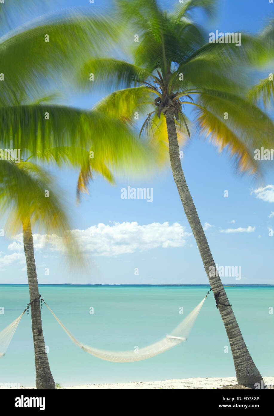 Hängematte und Palmen Bäume auf Abaco, Bahamas Stockfoto