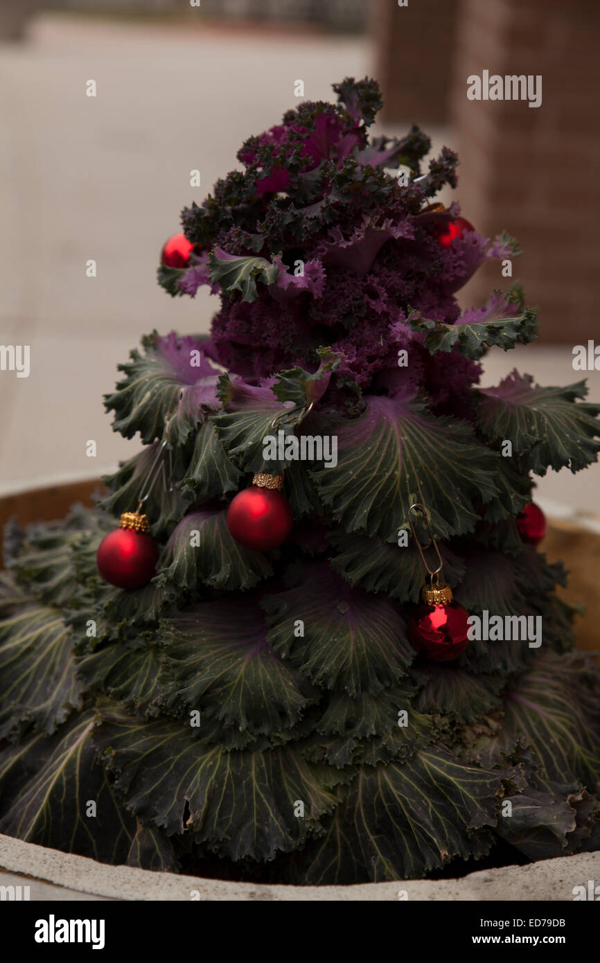 Clevere Weihnachtsdekoration aus Grünkohl Blütenpflanze. Stockfoto