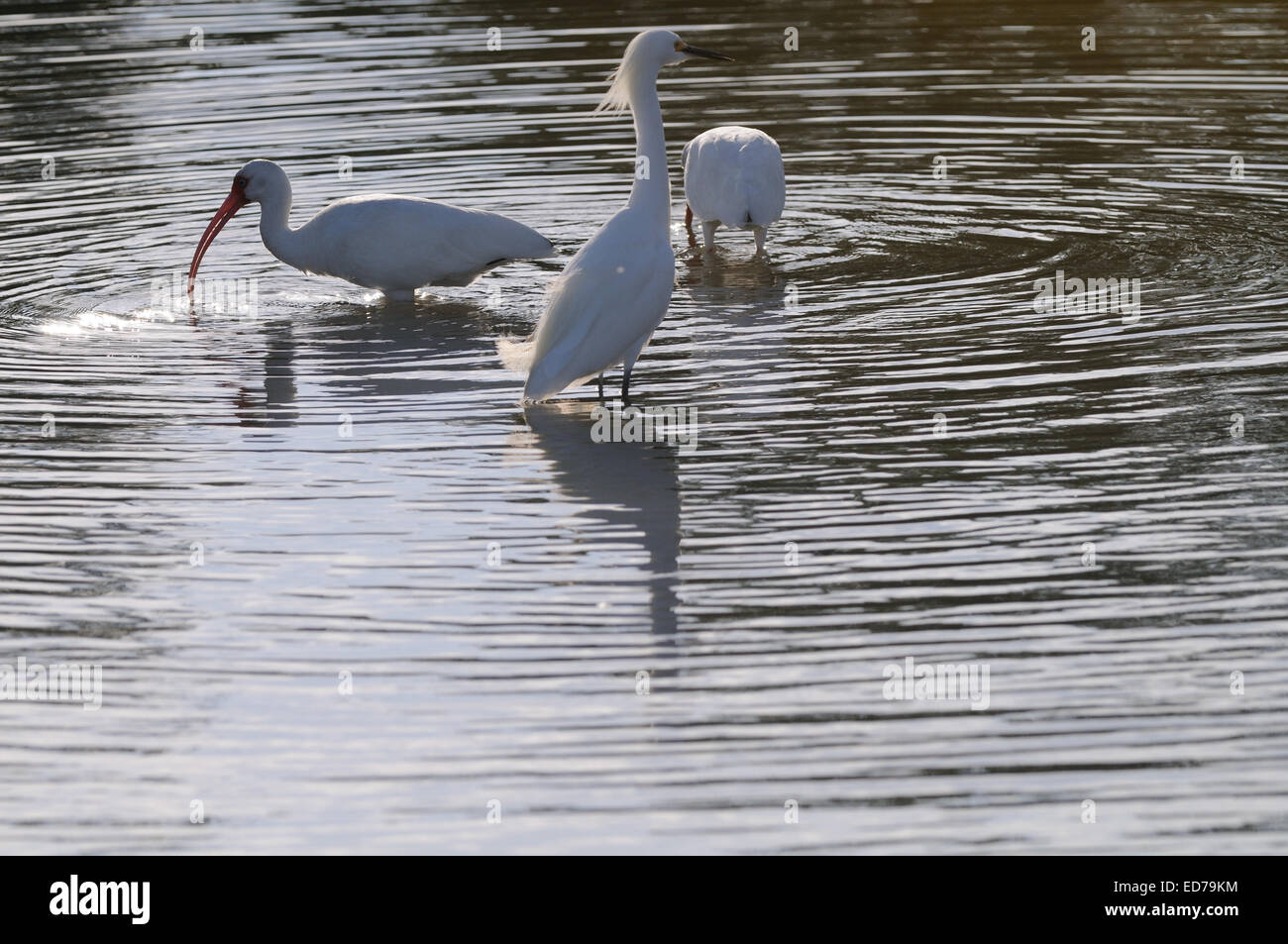 Große weiße Reiher und zwei Ibis in einer Lagune und Marsh für Lebensmittel am Fort De Soto North Beach in der Nähe von St. Petersburg, Florida suchen Stockfoto