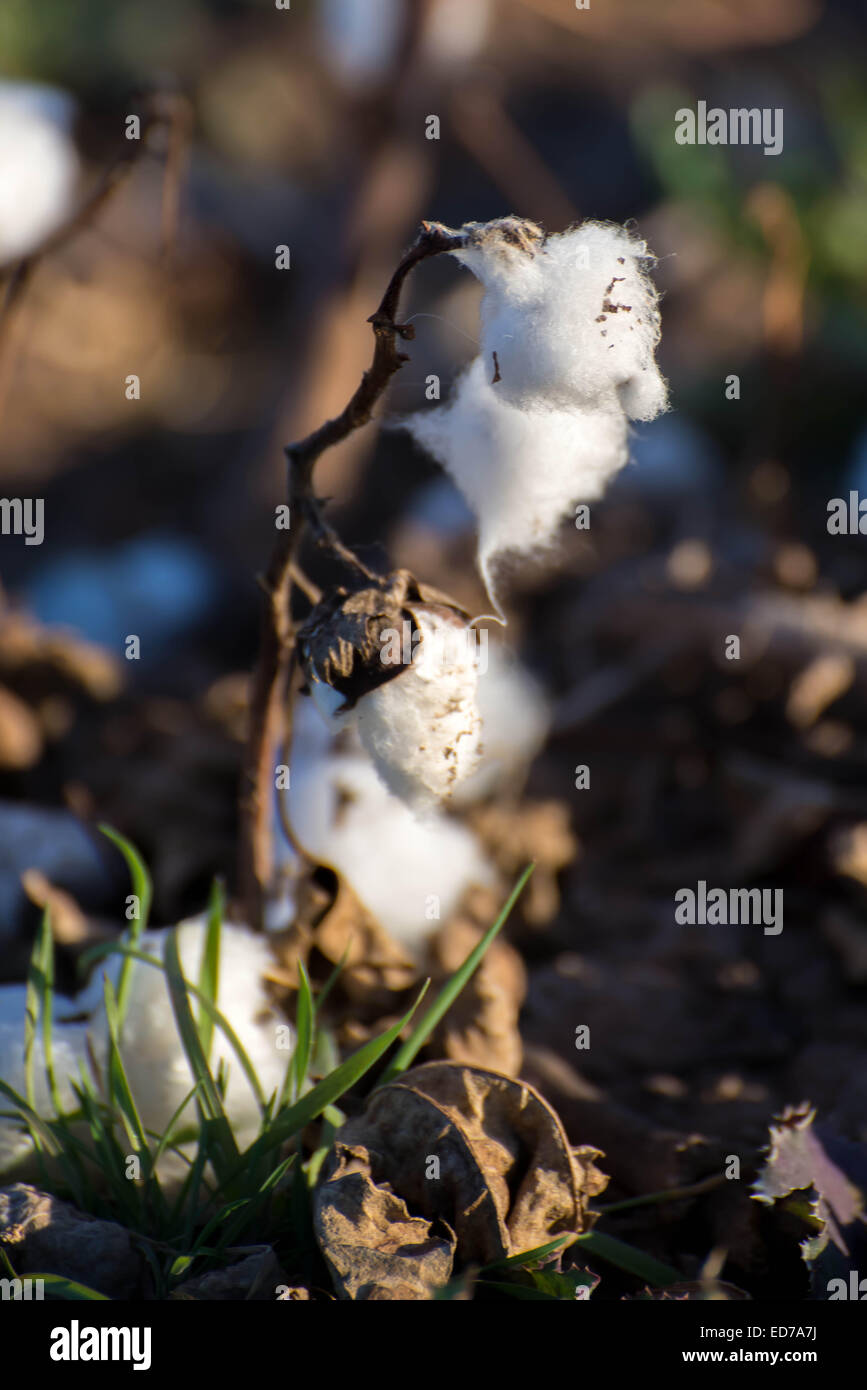 natürliche Baumwolle Bällen im Feld reif für die Ernte Stockfoto