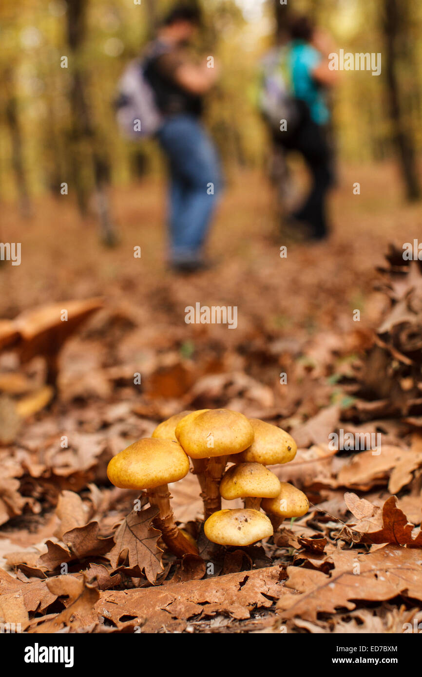 Pilze im Wald Foloi. Eleia, Peloponnes, Griechenland Stockfoto