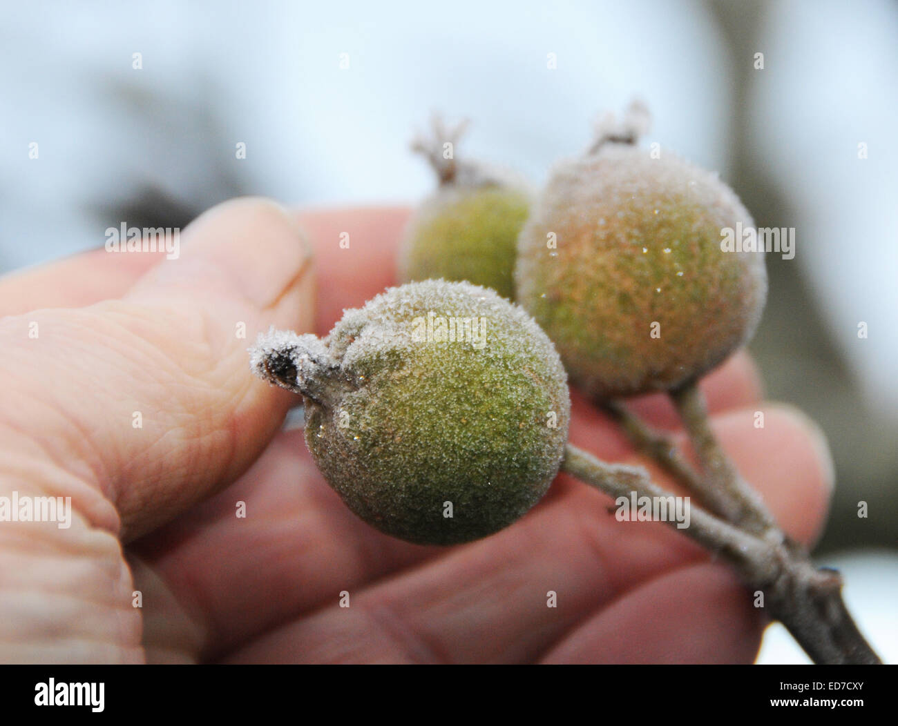 Sussex, UK. 30. Dezember 2014. Das Kopf-Klima in Großbritannien wirft einige seltsame Sehenswürdigkeiten - wie diese Äpfel wachsen an einem Baum in Sussex. Eingefroren auf Vorabend des neuen Jahres sind sie unwahrscheinlich, eine Rekordernte zu produzieren. Stockfoto