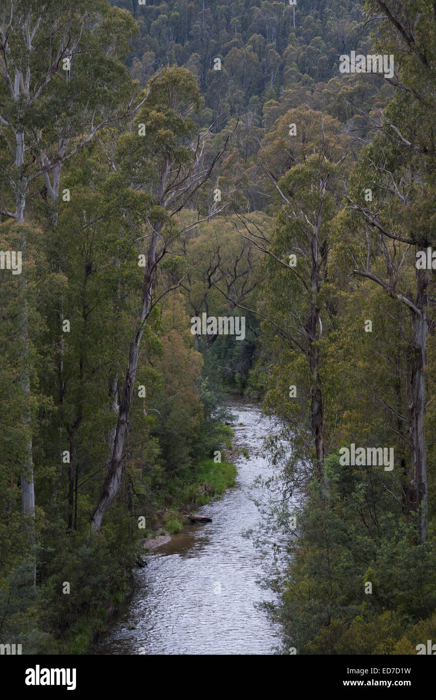 Eukalyptus-Wald direkt an der Wasserkante Alpine National Park Victoria Stockfoto