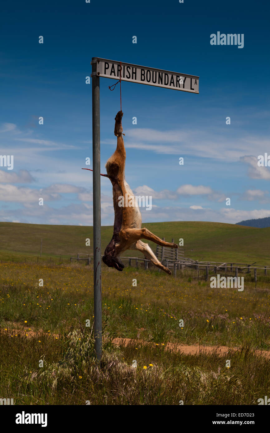 Toten Dingo Australian native Dog als Schädling in ihren Siedlungsgebieten angesehen. Stockfoto