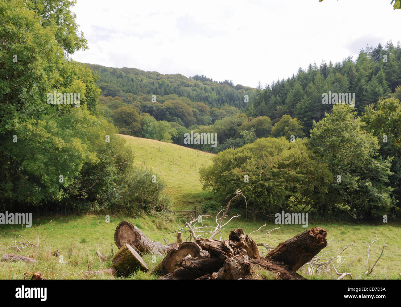 Alten See Fuß am Arlington Court, Barnstaple, Devon, England, UK Stockfoto