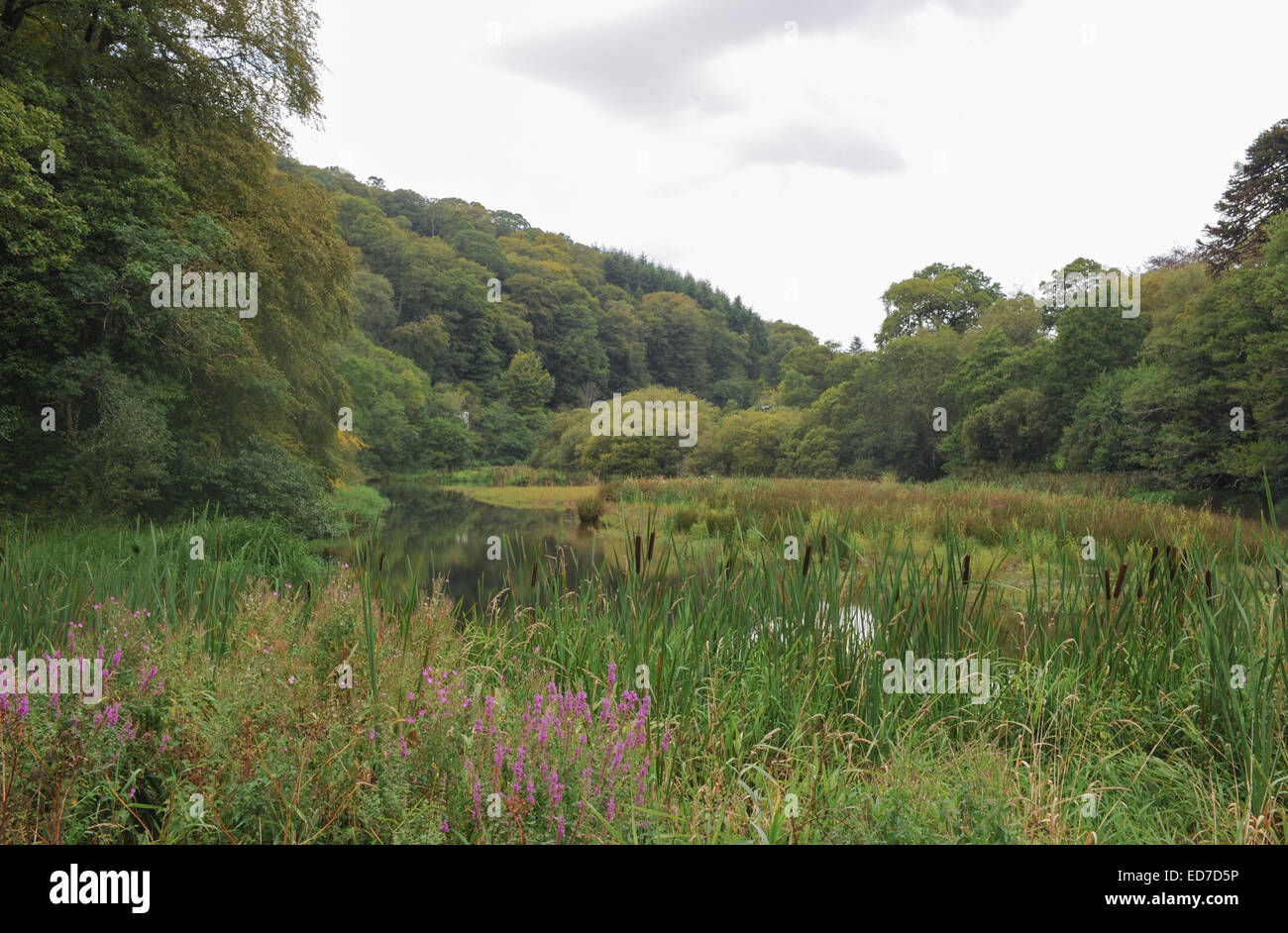 Untersee am alten See Fuß am Arlington Court, Barnstaple, Devon, England, UK Stockfoto