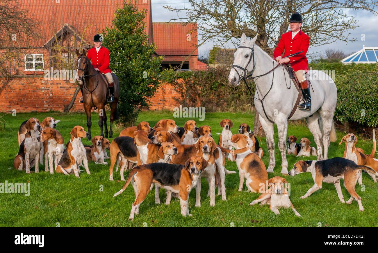 Das Belvoir Hunt, Hund einen Fuchs Pack, treffen für die Weihnachten treffen sich bei Westby in der Nähe von Grantham Lincolnshire 23. Dezember 2014 Stockfoto