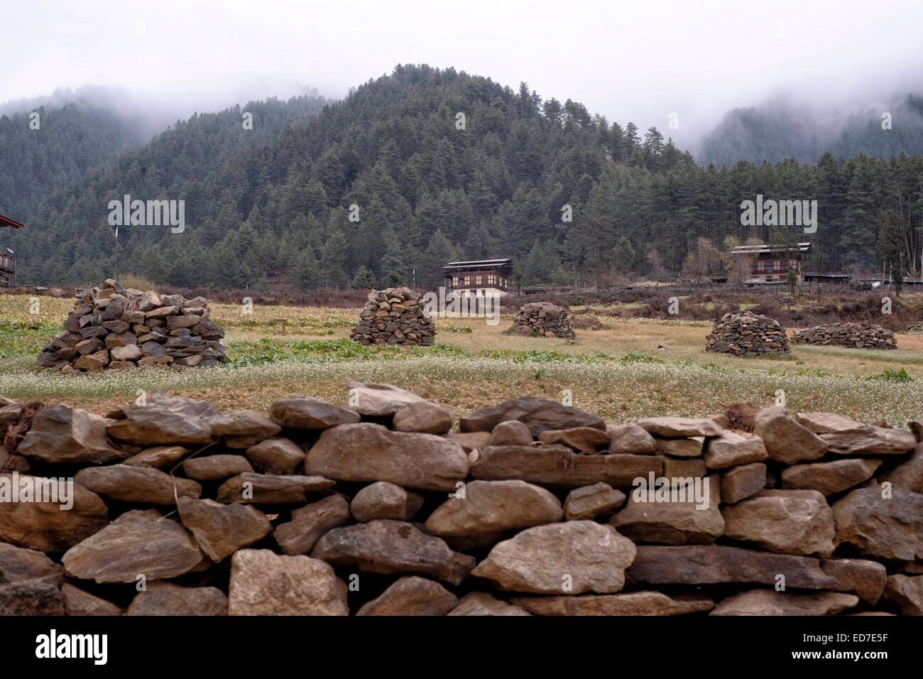 Landschaftlich schöner Blick auf das Phobjikha-Tal, das auch oft als bekannt ist Gangtey oder Gangtay in Zentral-Bhutan Stockfoto