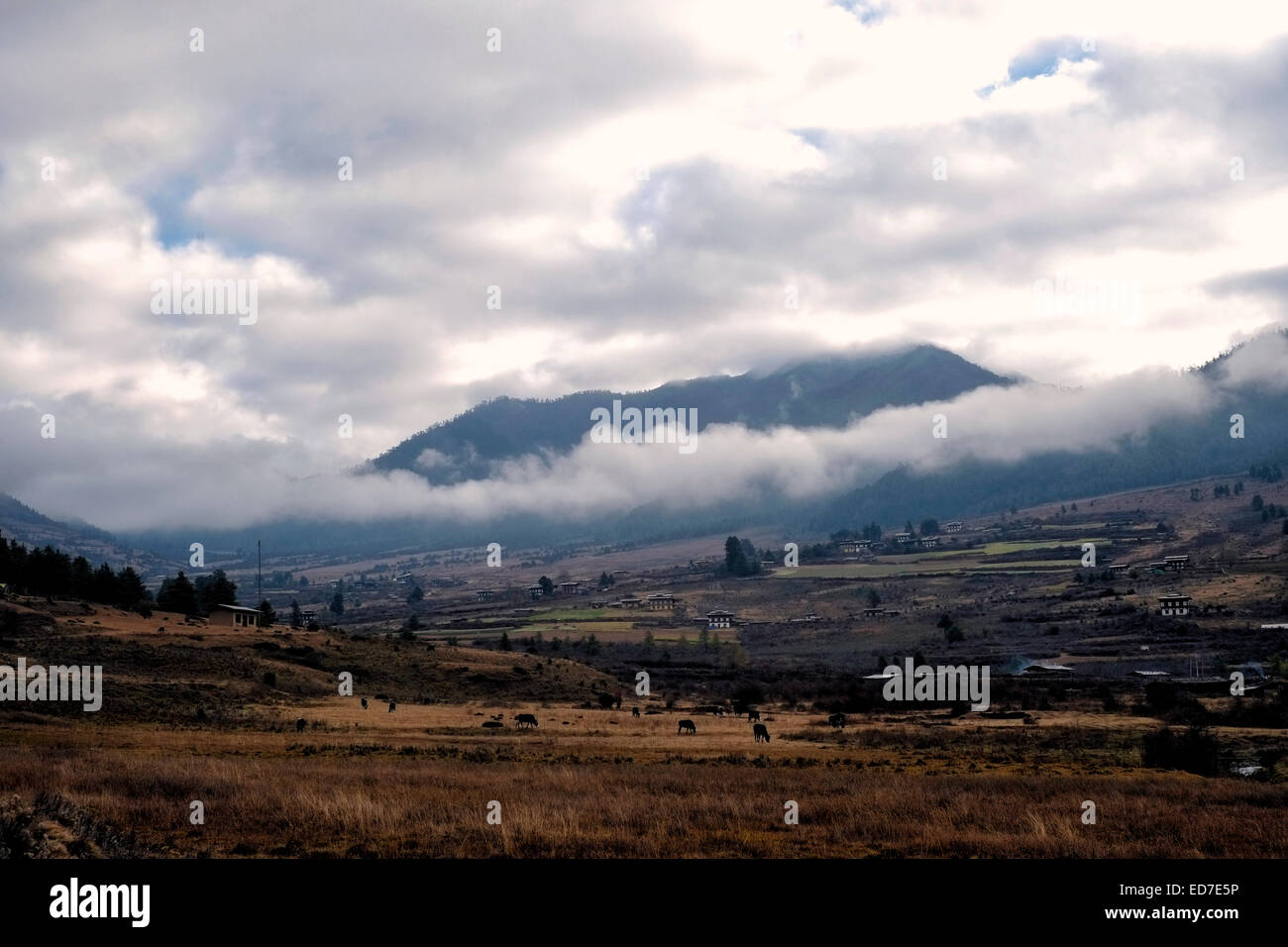 Landschaftlich schöner Blick auf das Phobjikha-Tal, das auch oft als bekannt ist Gangtey oder Gangtay in Zentral-Bhutan Stockfoto