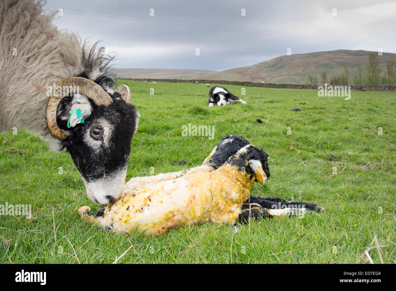 Swaledale Ewe lecken von Neugeborenen Lämmern als ein Schäferhund ein paar Uhren auf. Cumbria, UK Stockfoto