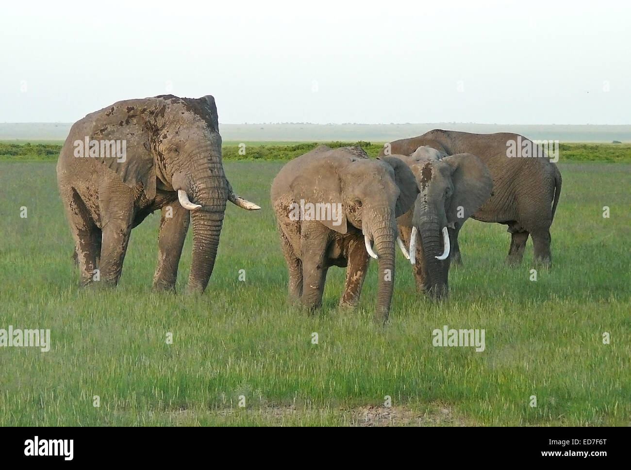 Gruppe der afrikanischen Elefanten im grünen Savanne in Kenia Stockfoto