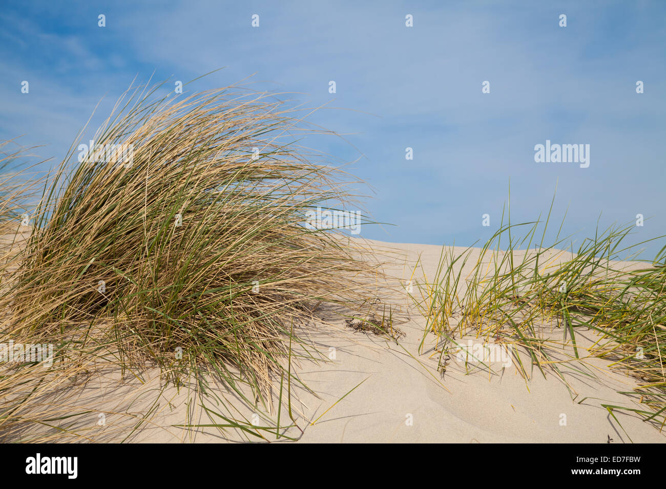 Düne mit Grass an Ostsee Stockfoto